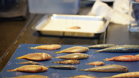 澎湖 年年有鰆魚標本製作體驗 食魚教育 雄獅旅遊