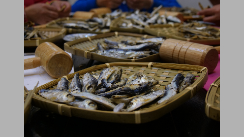 澎湖 年年有鰆魚標本製作體驗 食魚教育 雄獅旅遊