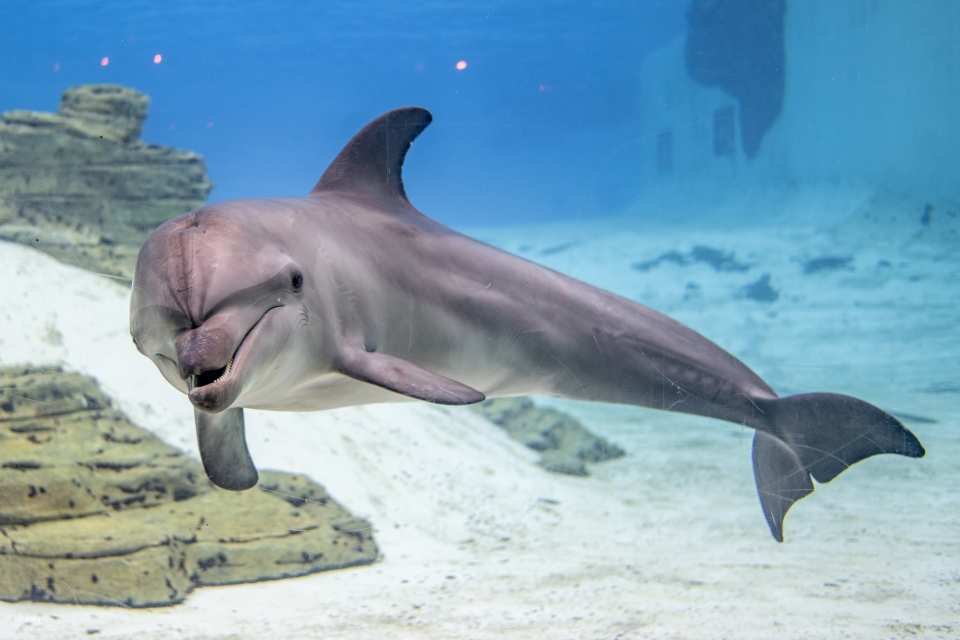 2026票券優惠-新加坡-聖淘沙名勝世界海豚體驗Dolphin Moments| 與印度