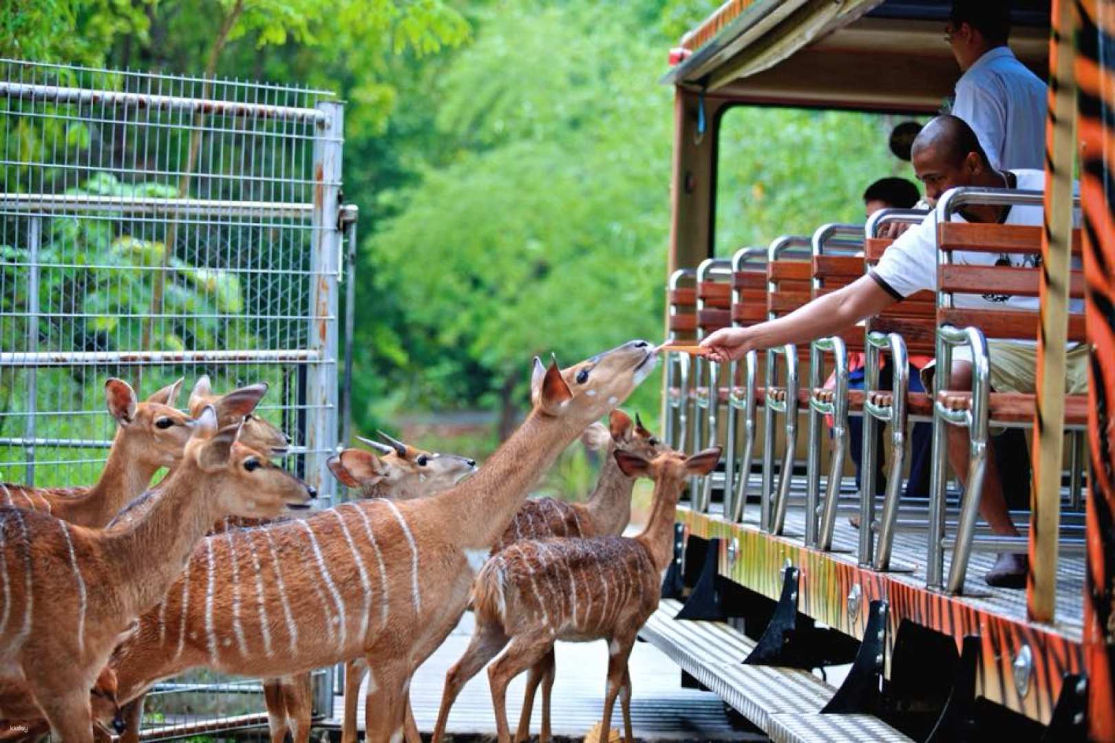 泰國-清邁夜間動物園門票Chiang Mai Night Safari|雄獅旅遊