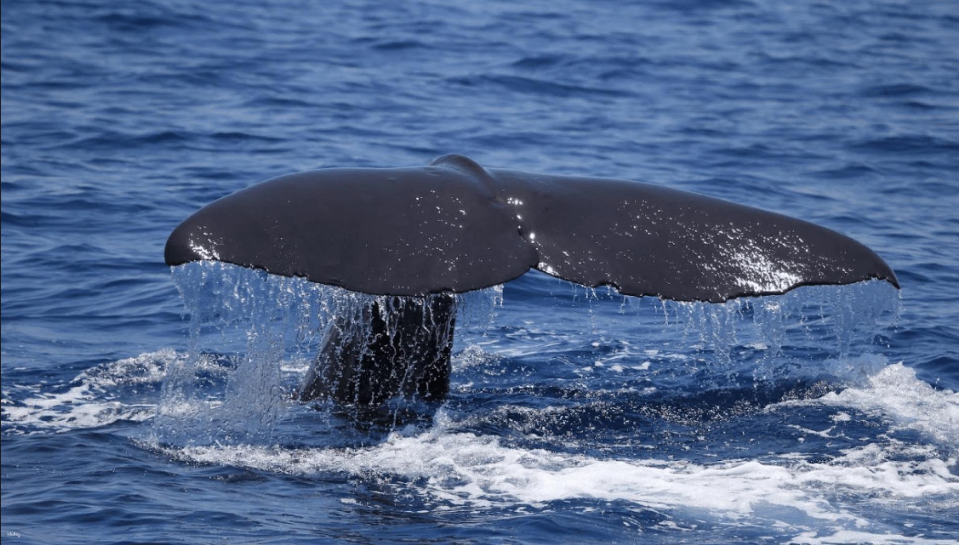 2026票券優惠-花蓮-賞鯨半日遊| 多羅滿賞鯨團| 市區接送(季節限定)-花蓮| 雄獅旅遊
