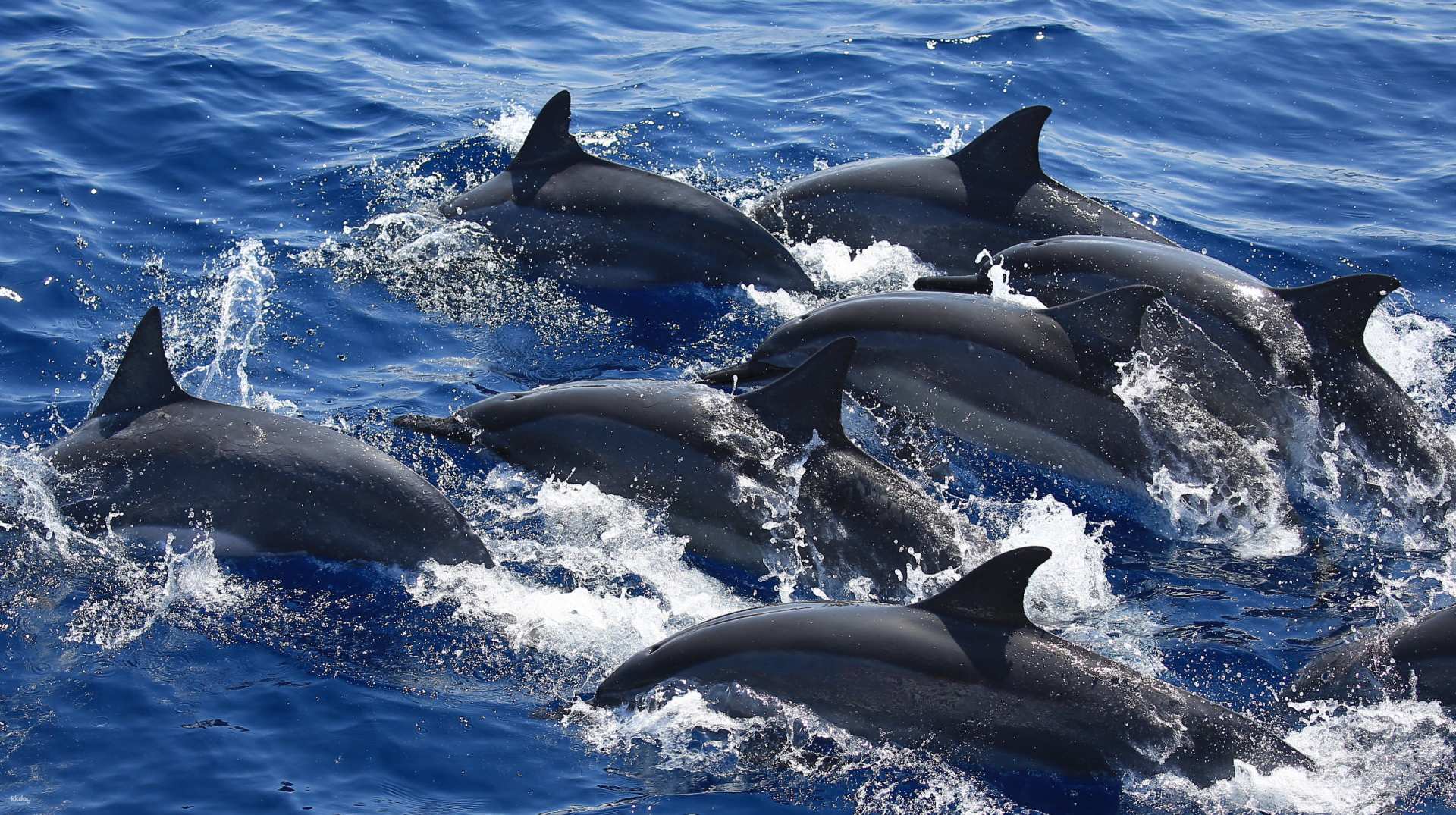 2026票券優惠-花蓮-賞鯨半日遊| 多羅滿賞鯨團| 市區接送(季節限定)-花蓮| 雄獅旅遊