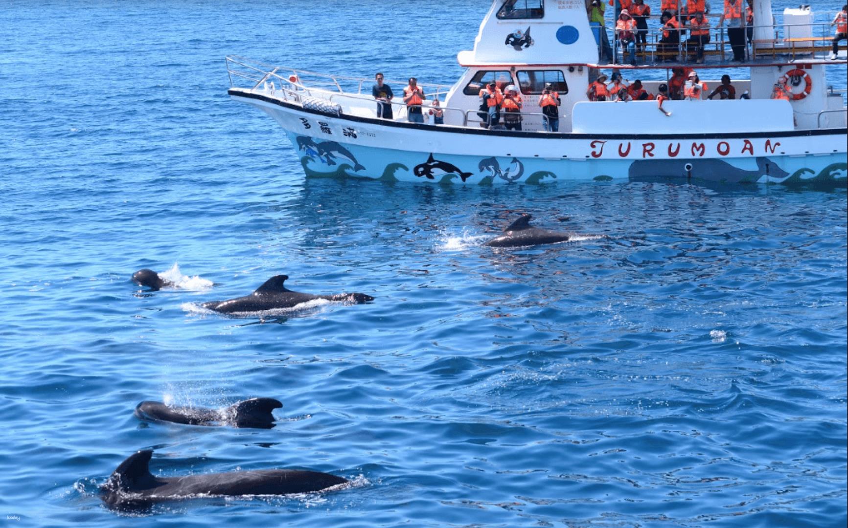2026票券優惠-花蓮-賞鯨半日遊| 多羅滿賞鯨團| 市區接送(季節限定)-花蓮| 雄獅旅遊